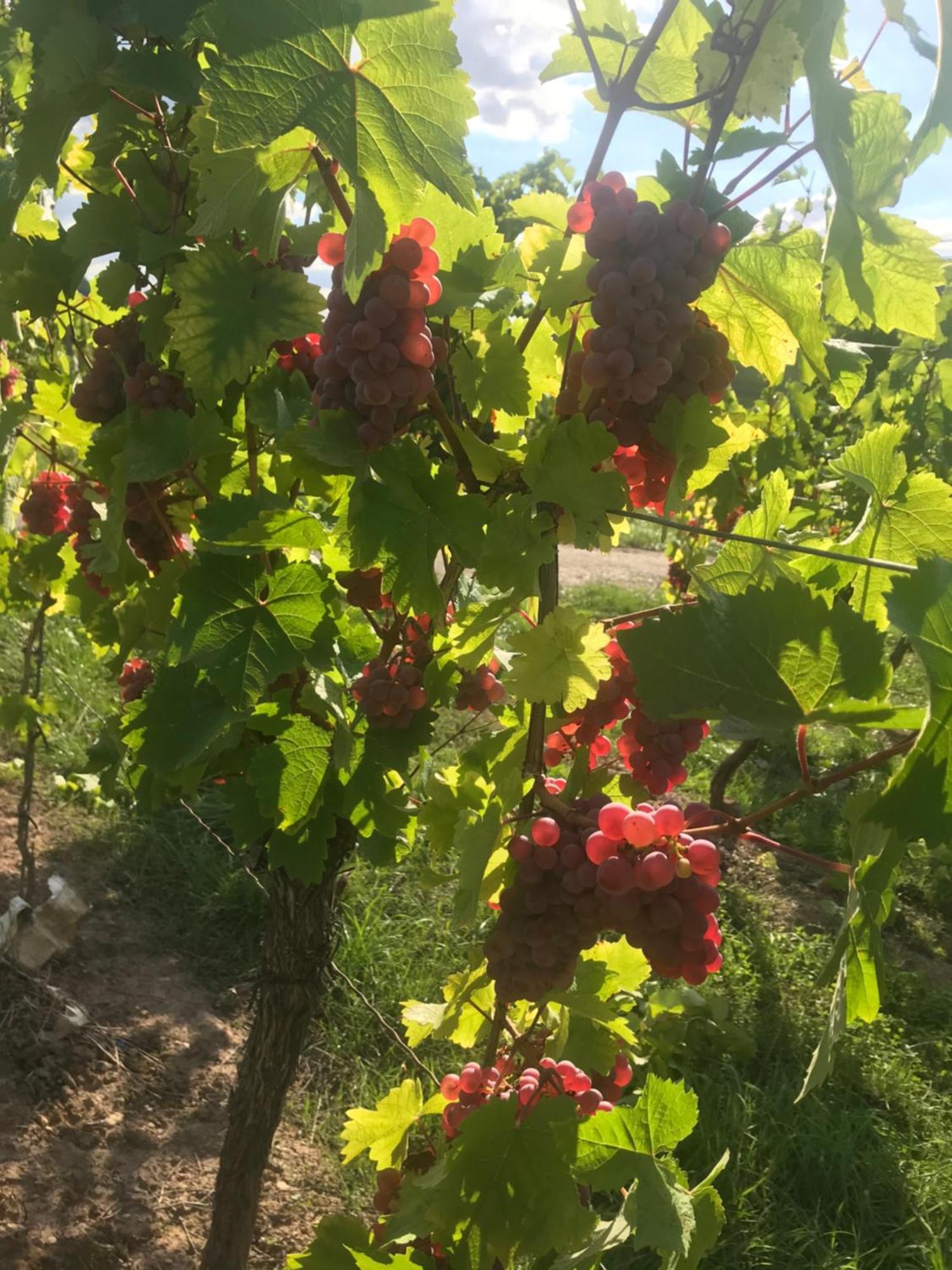 Gastehaus Und Weingut Bernd Frieden Hotel Nittel Luaran gambar