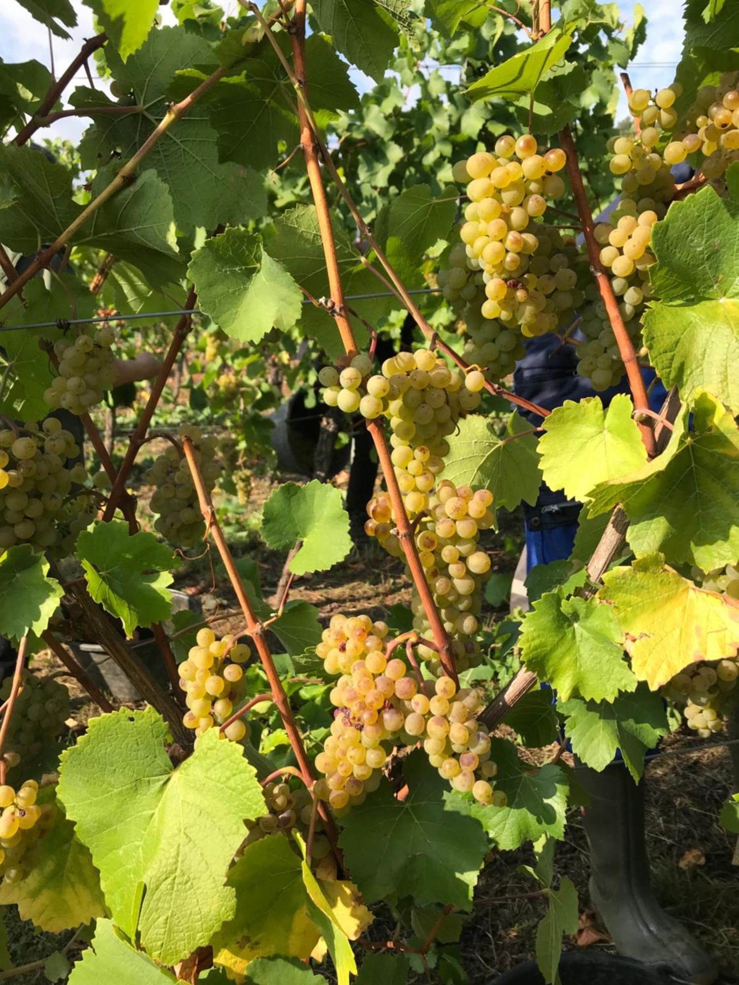 Gastehaus Und Weingut Bernd Frieden Hotel Nittel Luaran gambar