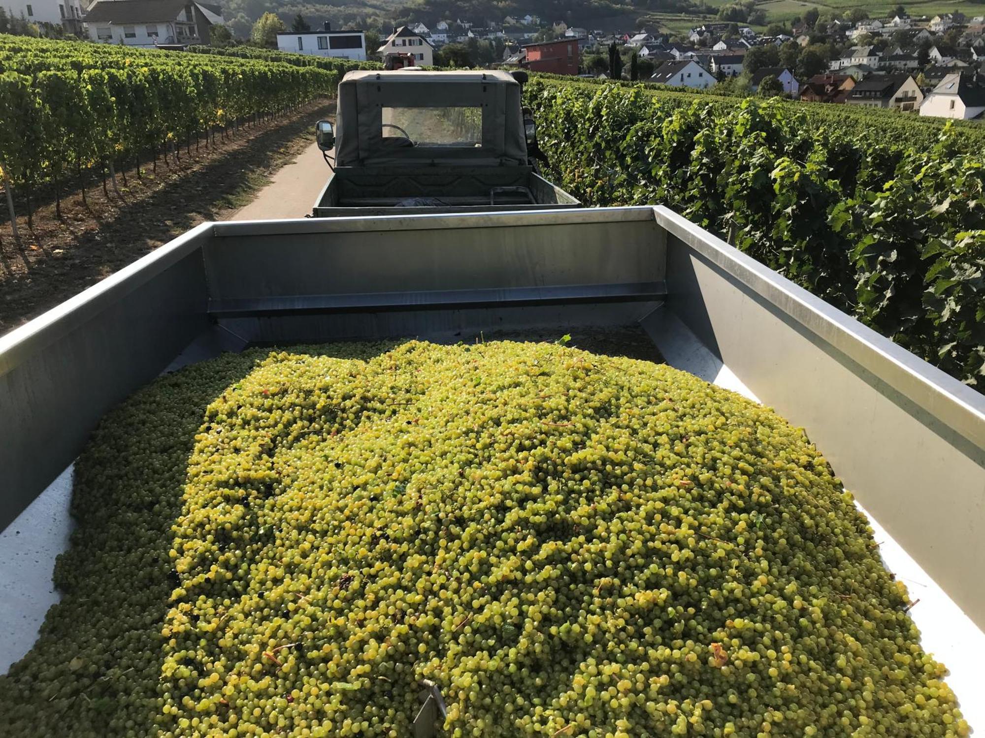 Gastehaus Und Weingut Bernd Frieden Hotel Nittel Luaran gambar