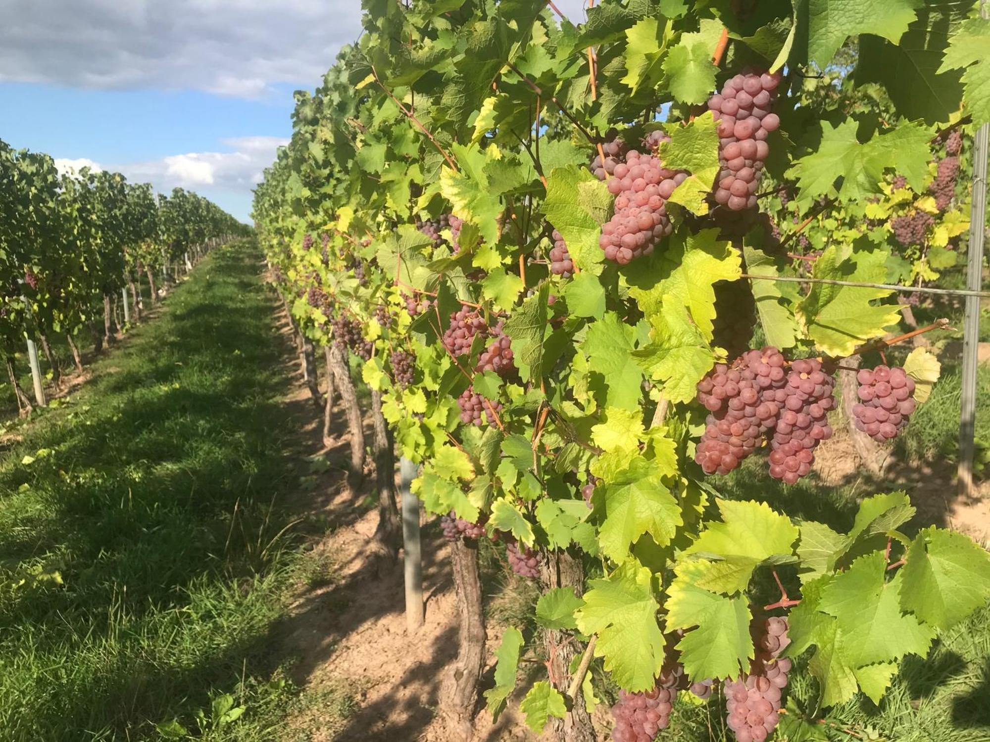 Gastehaus Und Weingut Bernd Frieden Hotel Nittel Luaran gambar