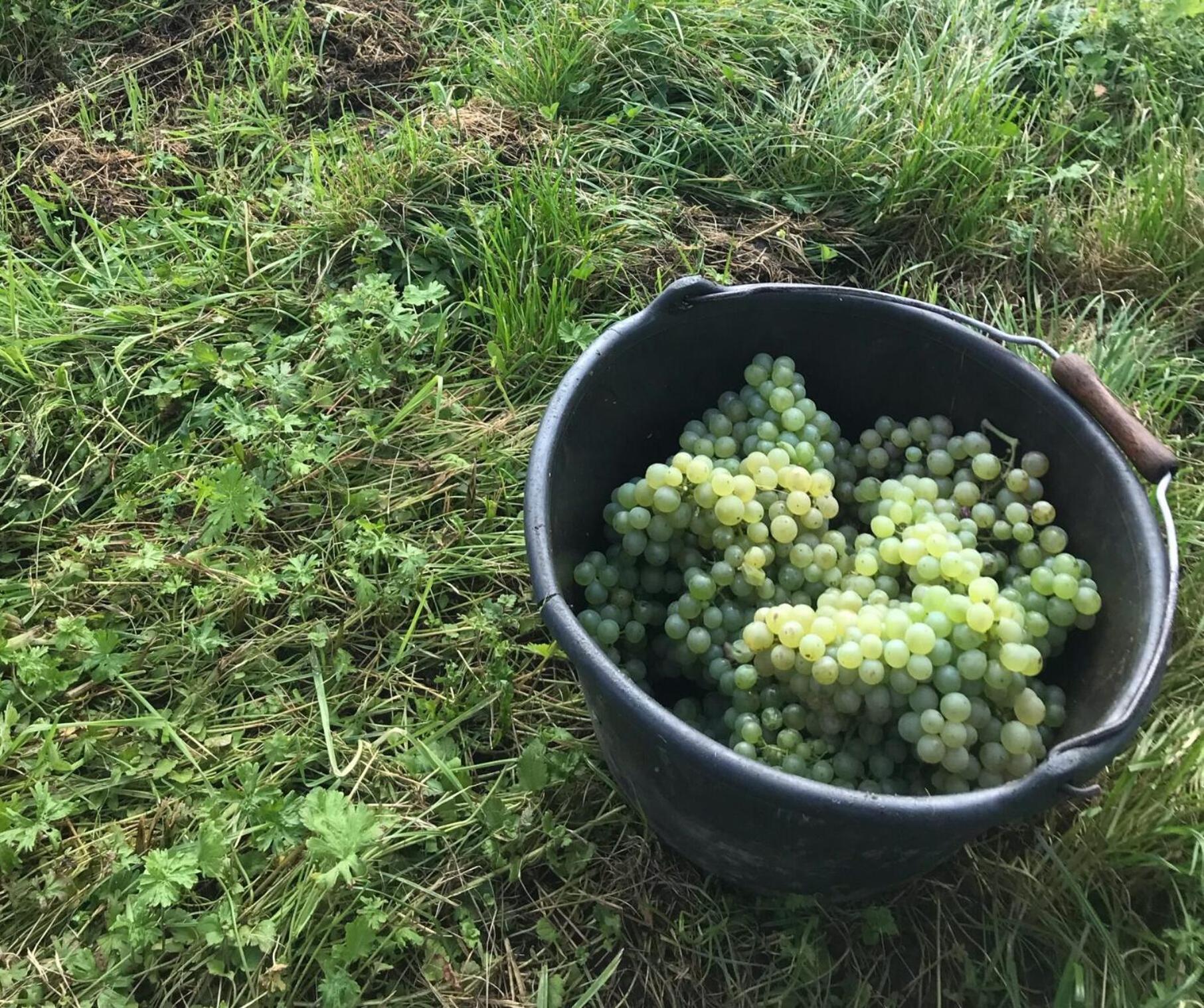 Gastehaus Und Weingut Bernd Frieden Hotel Nittel Luaran gambar